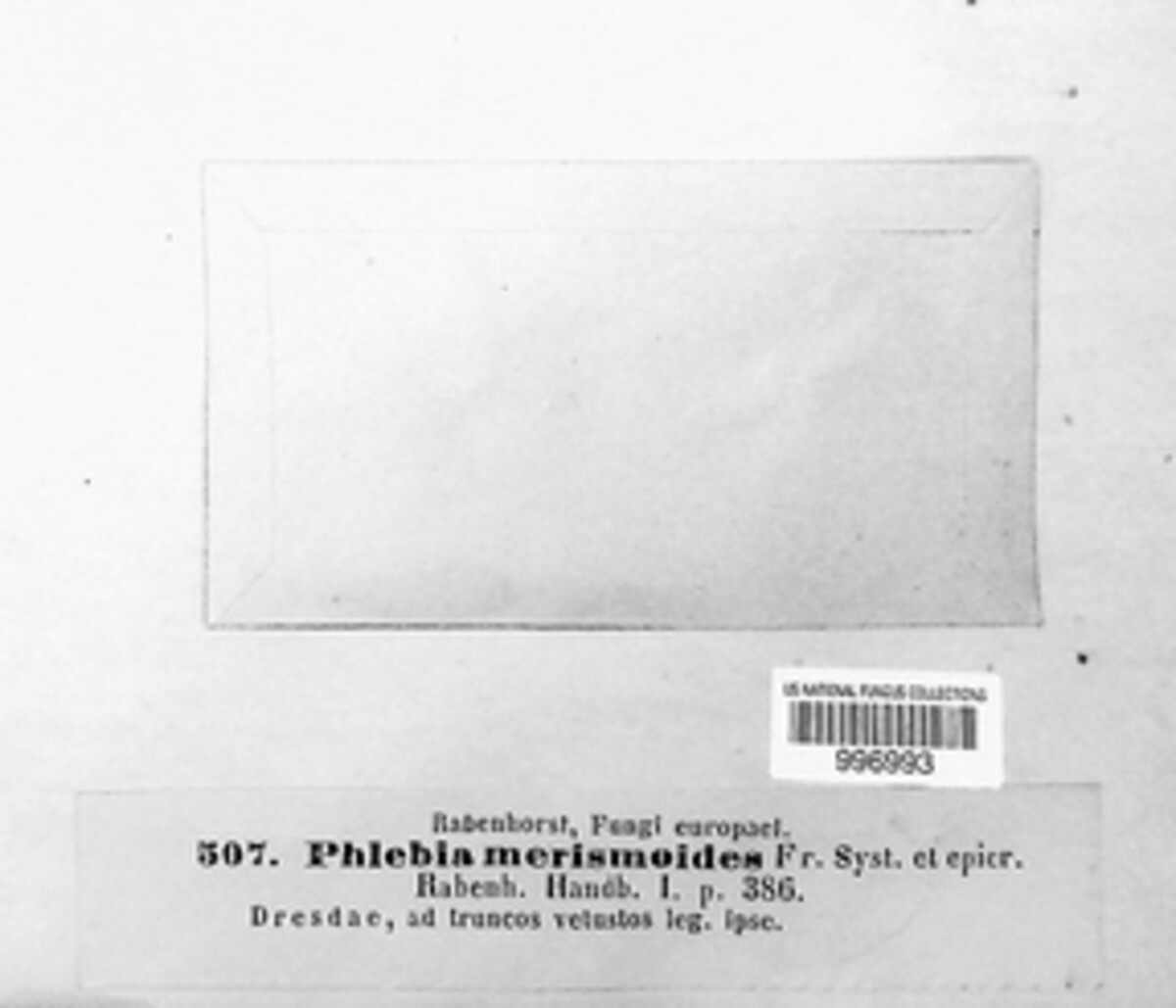 Phlebia radiata image